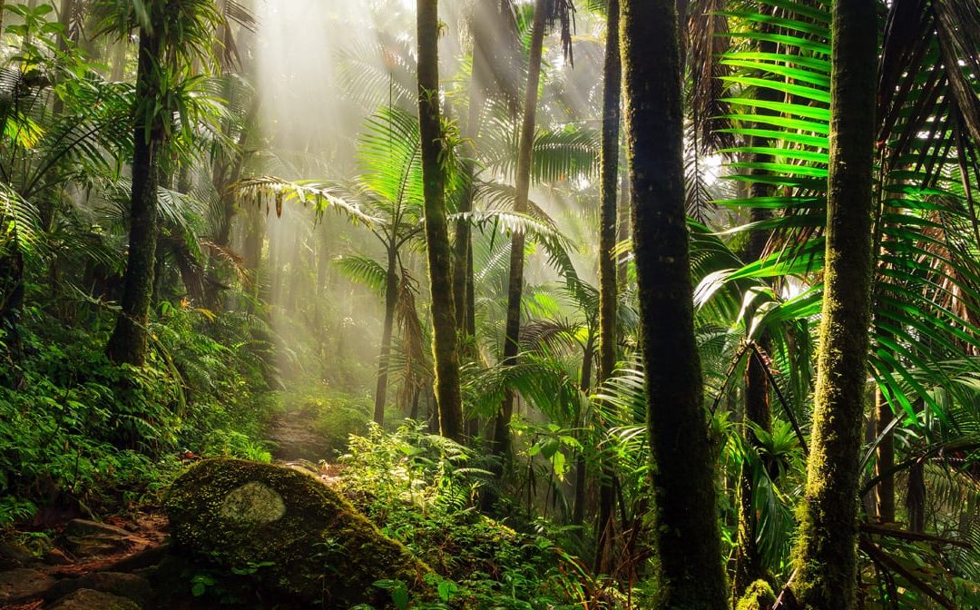El Yunque Rainforest Hiking Tour