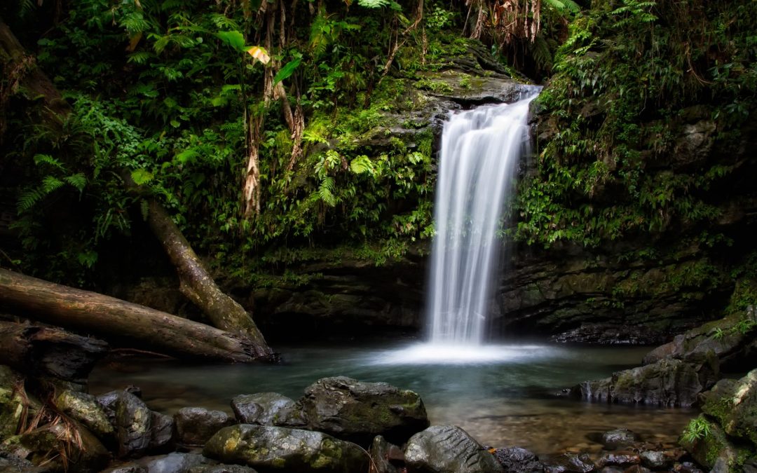 El Yunque Rainforest By Car