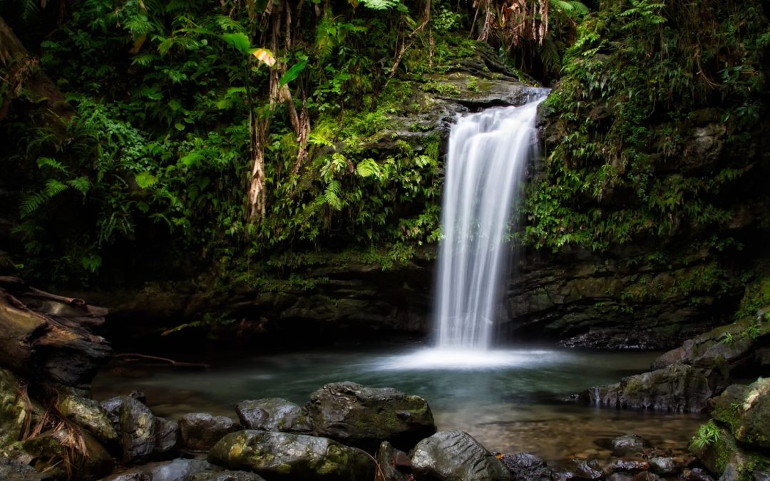 El Yunque Rainforest By Car